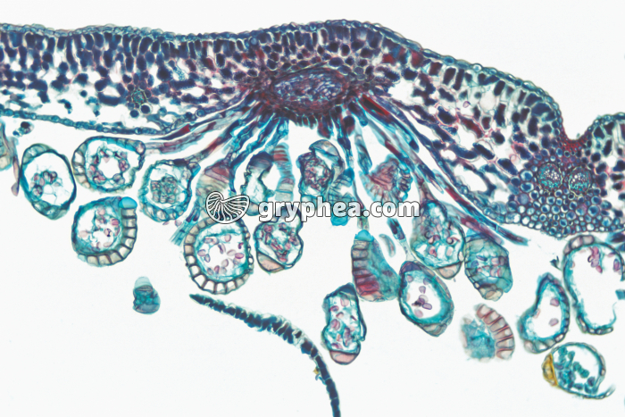 Fougère (Polystichum acrostichoides) - sporanges sous une fronde x25 - gryphea.org